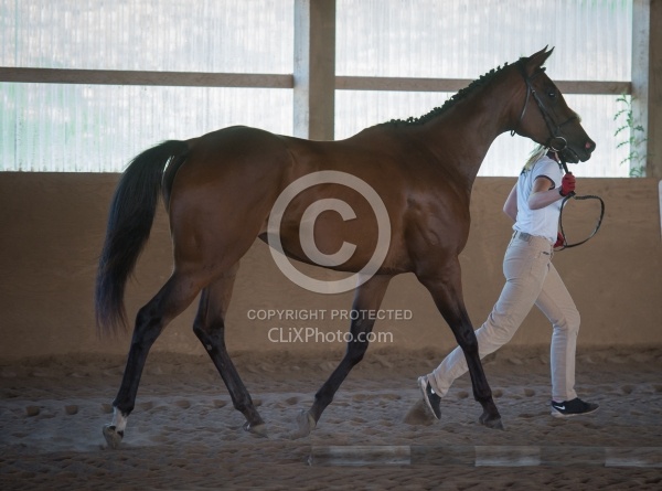 WindfieldLegacySky Oldenburg Inspection