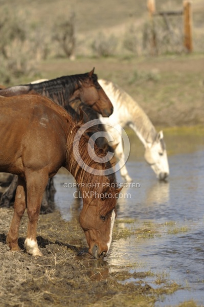Drinking Water from the River