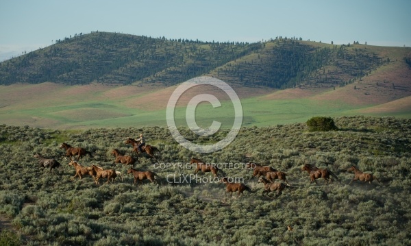 Working Ranch Horse