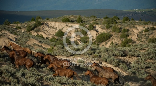 Working Ranch Horse