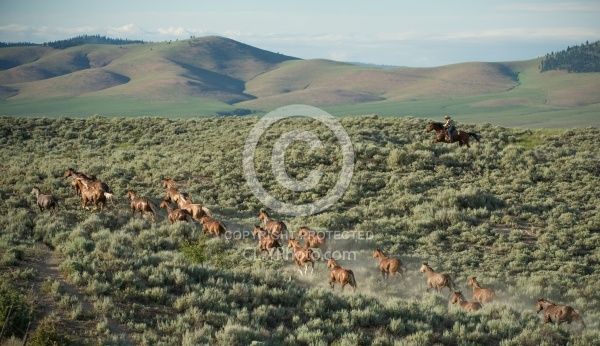Working Ranch Horse