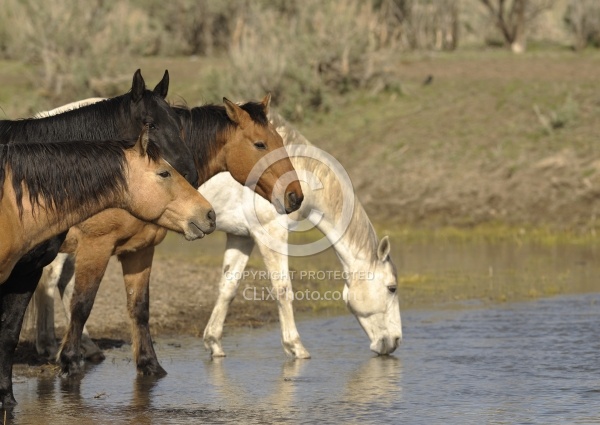Drinking Water from the River