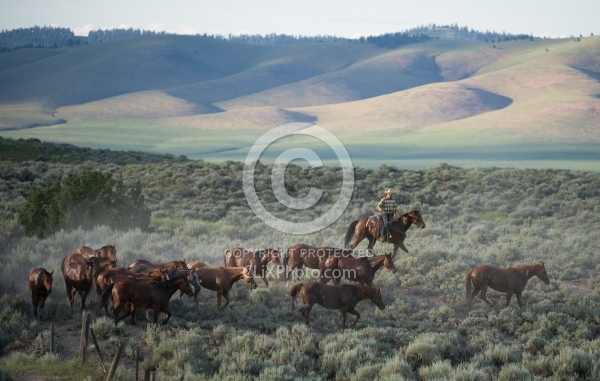 Working Ranch Horse