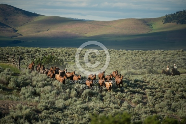 Working Ranch Horse