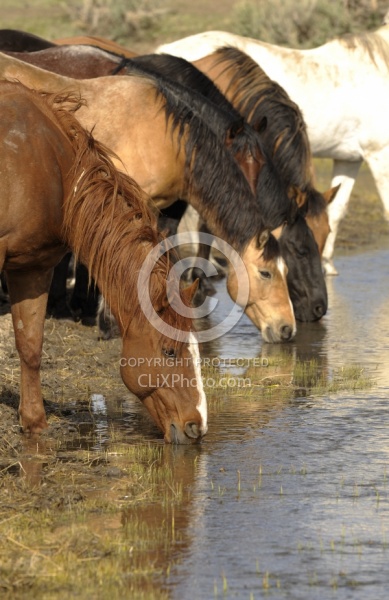 Drinking Water from the River