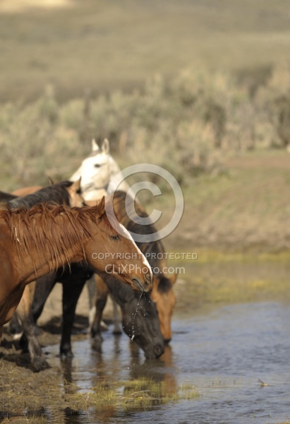 Drinking Water from the River