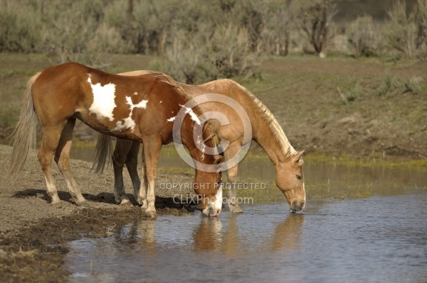 Drinking Water from the River