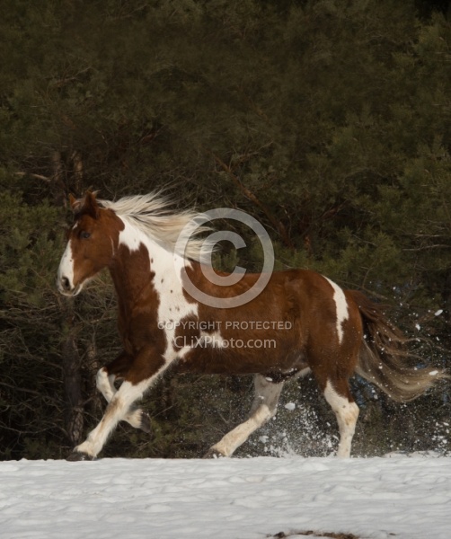  Winter Free Running Vertical
