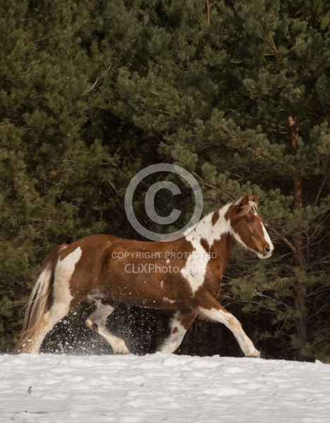  Winter Free Running Vertical