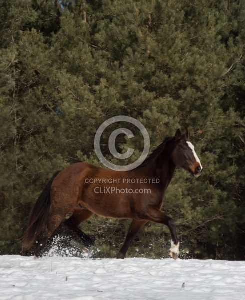 Winter Free Running Vertical