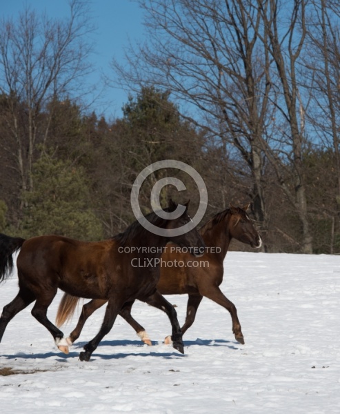 Winter Free Running Vertical