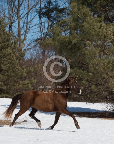 Winter Free Running Vertical