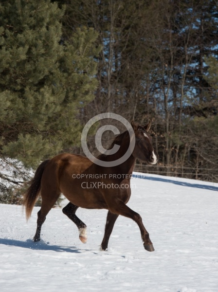  Winter Free Running Vertical