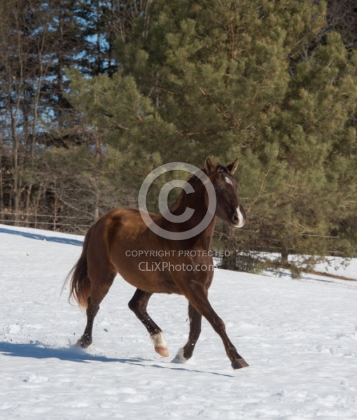 Winter Free Running Vertical