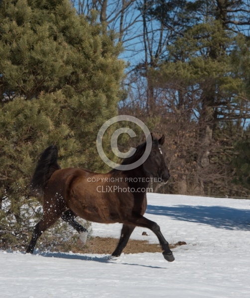  Winter Free Running Vertical