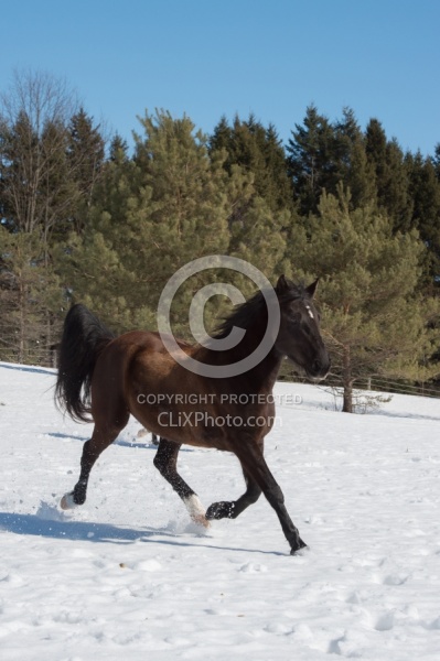  Winter Free Running Vertical