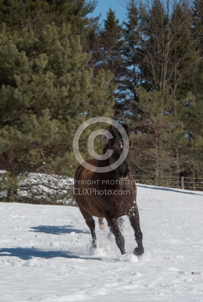  Winter Free Running Vertical