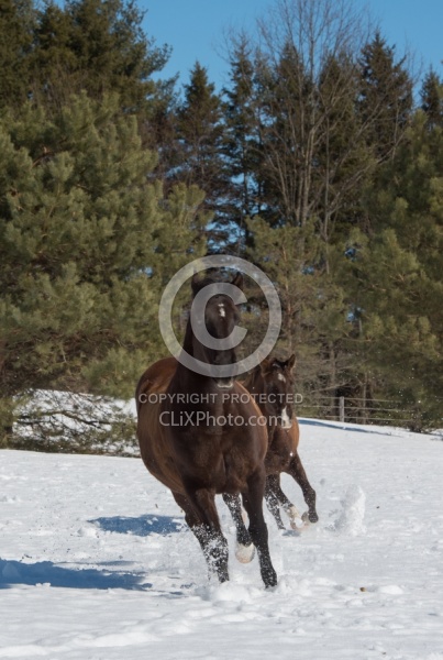  Winter Free Running Vertical