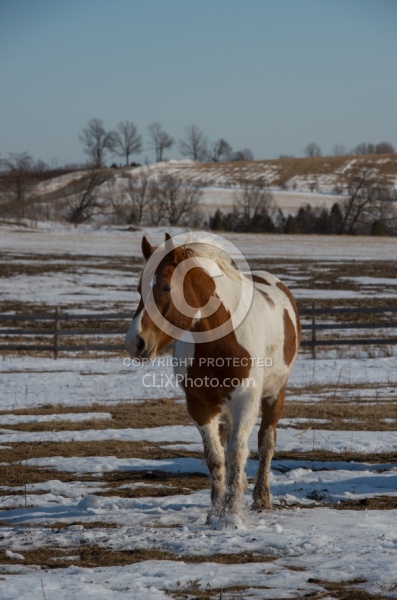  Winter Free Running Vertical