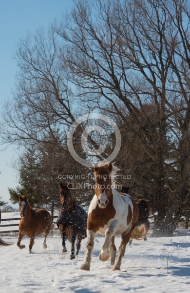 Winter Free Running Vertical