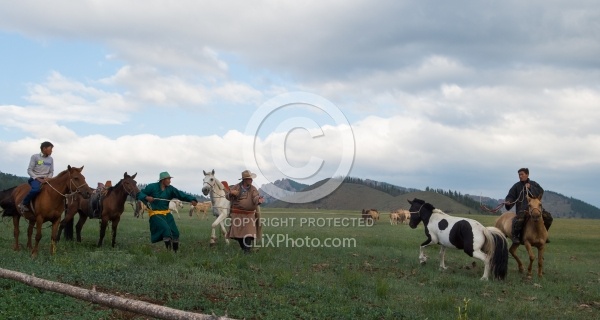 Roping one of the horses