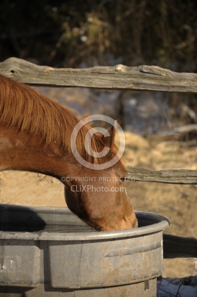 Water from Trough Summer