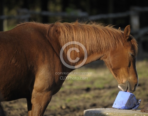 Home Horse keeping Salt Block