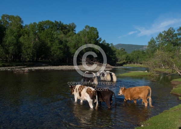 Cows herded over the river