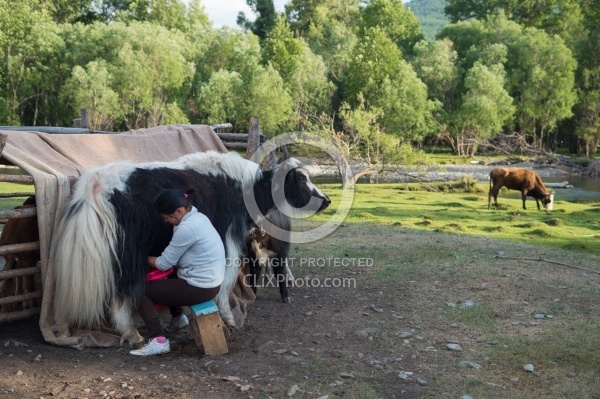 Yak Milking