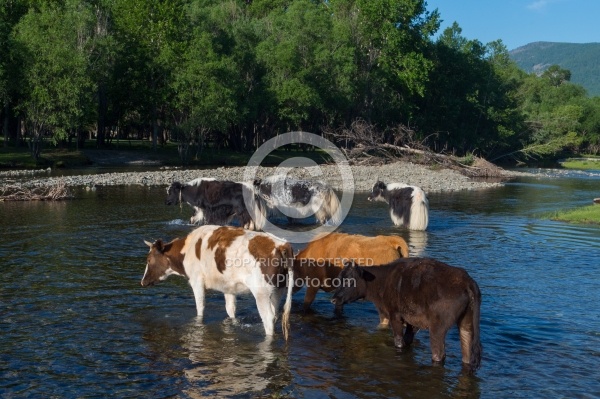 Cows herded over the river