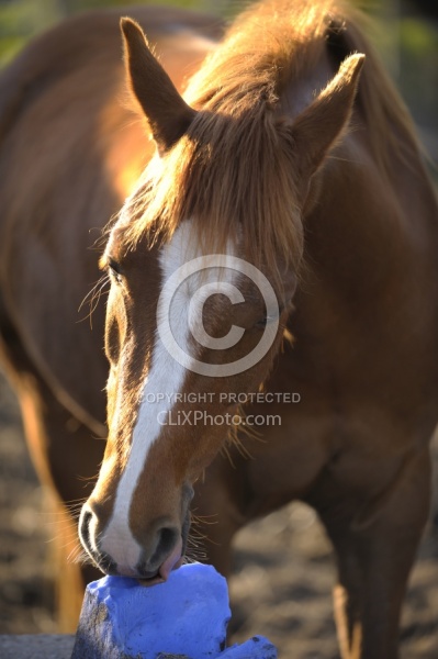 Home Horse keeping Salt Block