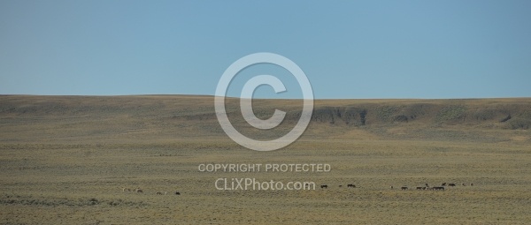 Wild Horses of Wyoming Blue Sky Sage Ride