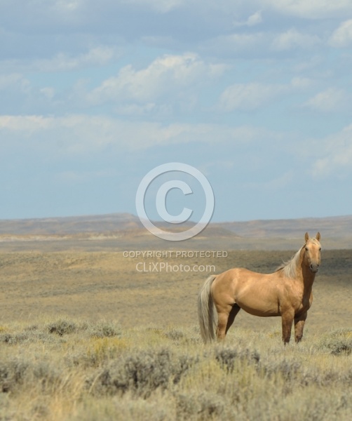Wild Horses of Wyoming Blue Sky Sage Ride