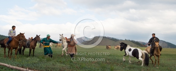 Roping one of the Horses