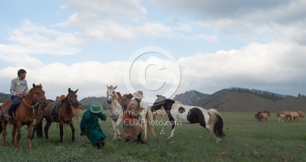 Roping one of the Horses
