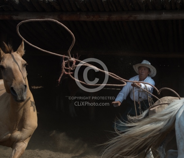 Roping the Horses from the herd