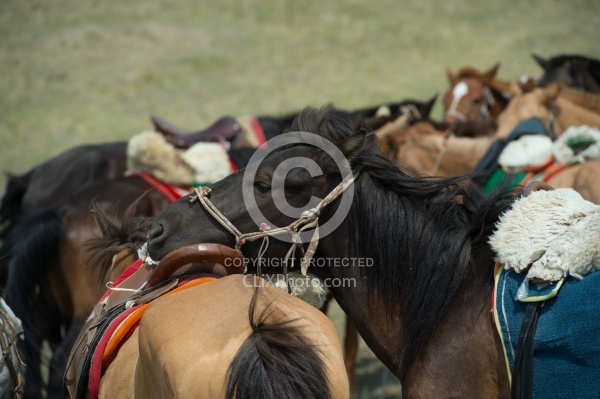 One of the Horses takes a rest