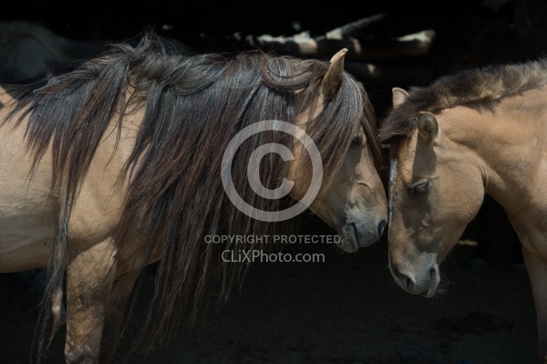 Mongolian Horses