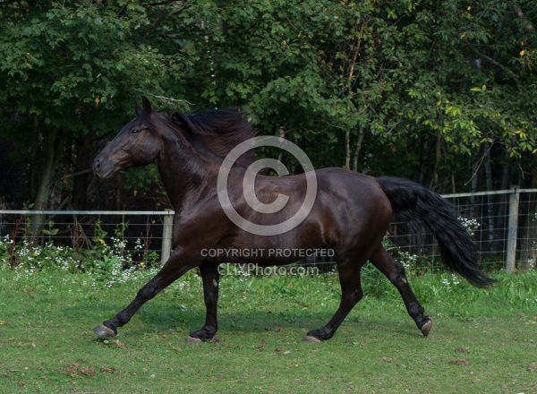 Canadian Free Running