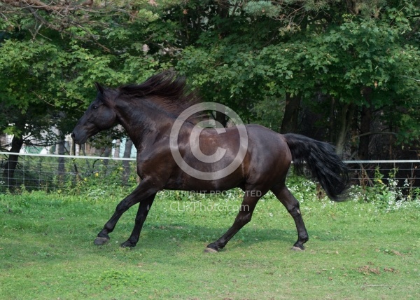 Canadian Free Running