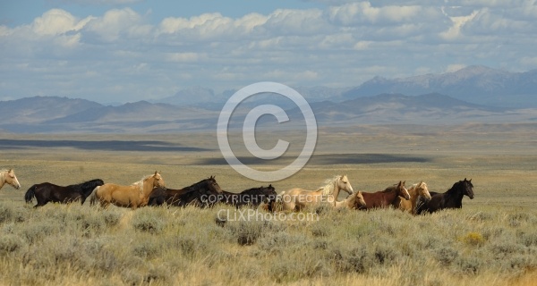 Wild Horses of Wyoming Blue Sky Sage Ride