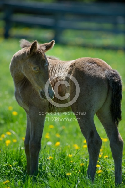Rocky Mountain Foals