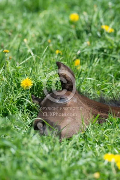 Rocky Mountain Foals