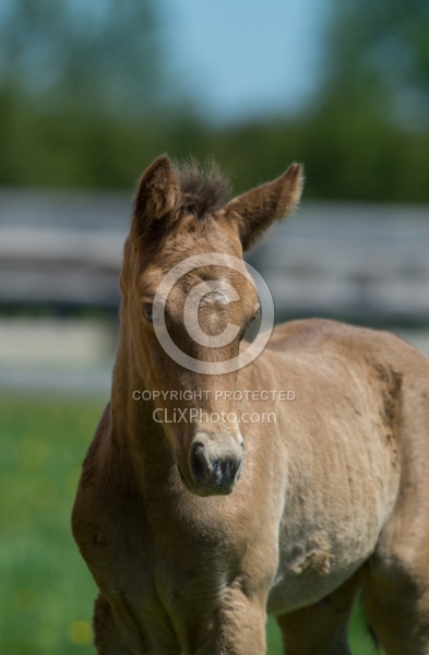 Rocky Mountain Foals