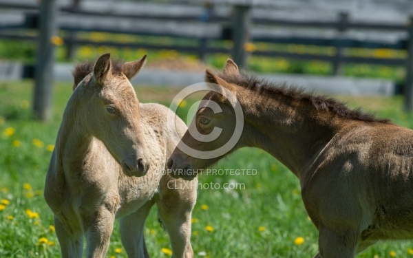 Rocky Mountain Foals