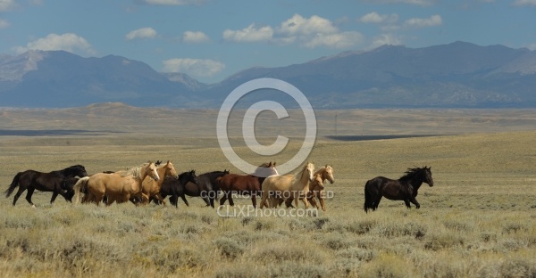 Wild Horses of Wyoming Blue Sky Sage Ride