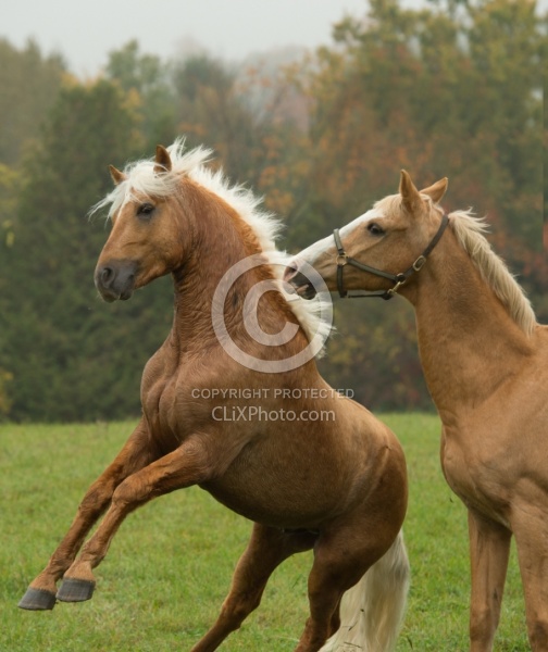 Connemara Stallion Free Running, Century Hill s Gold Not Silver Horses Playing