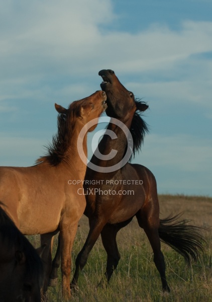 Horses Playing