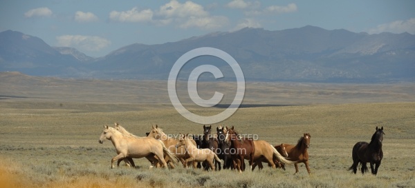 Wild Horses of Wyoming Blue Sky Sage Ride