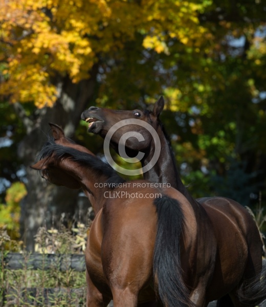 Appendix Quarter horses Playing Horses Playing